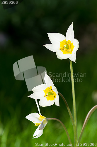 Image of Tulips