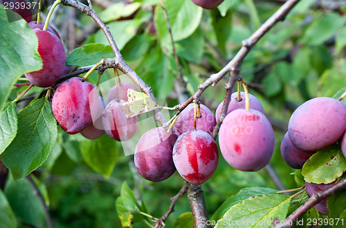 Image of plums on tree branch