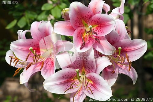 Image of big lily bunch flower