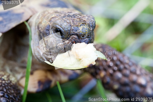 Image of eating tortoise
