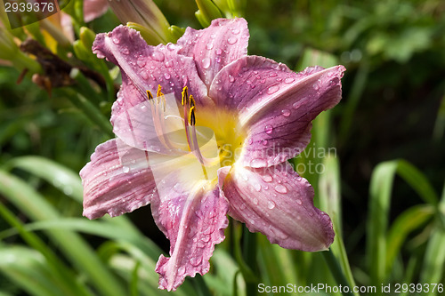 Image of wilted lily