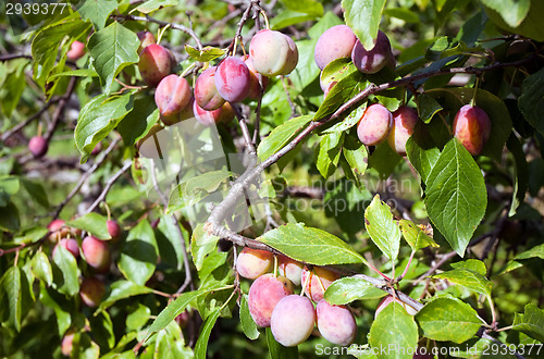 Image of plums on tree branch