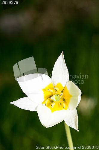 Image of Tulips