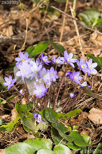 Image of Hepatica nobilis