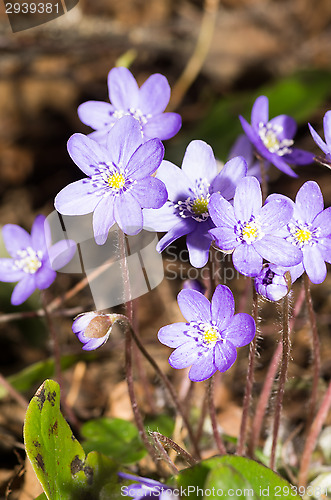 Image of Hepatica nobilis