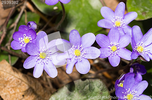 Image of Hepatica nobilis