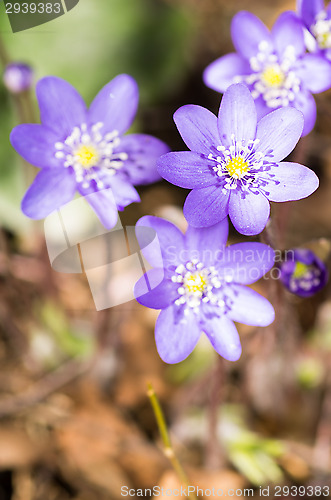 Image of Hepatica nobilis