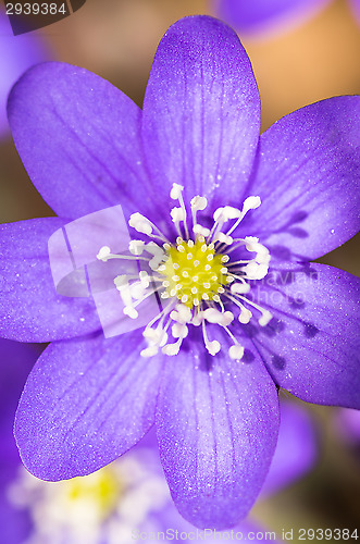 Image of Hepatica nobilis