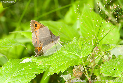 Image of Butterfly