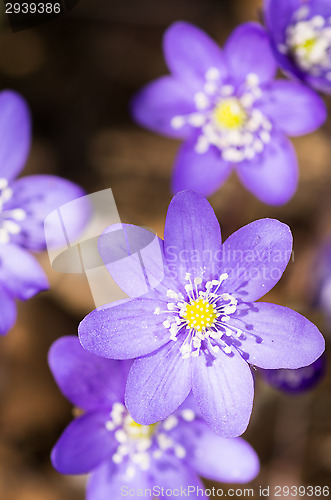 Image of Hepatica nobilis