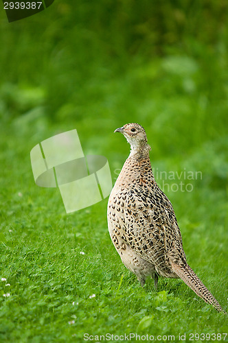 Image of Pheasant