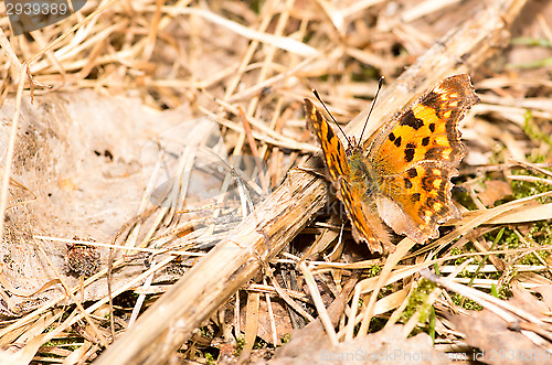 Image of Butterfly