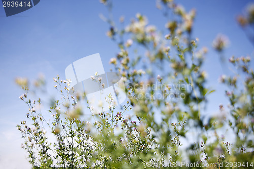 Image of Spring awakening in the nature