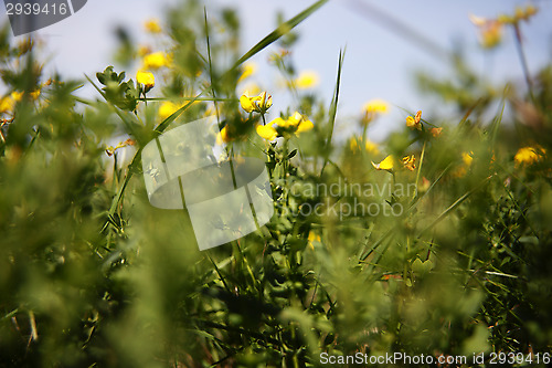 Image of Spring awakening in the nature