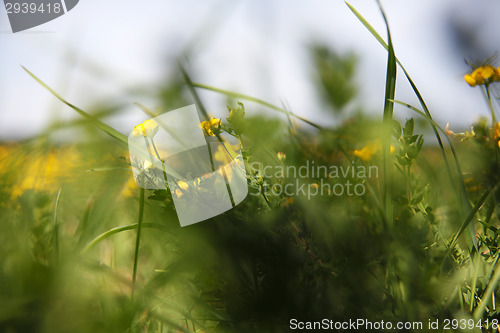 Image of Spring awakening in the nature