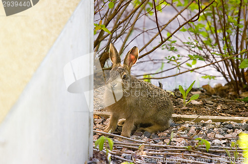Image of Hare
