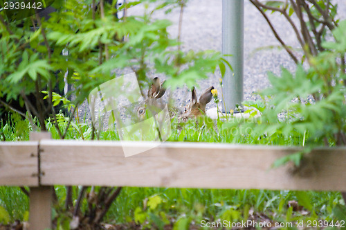 Image of Hare