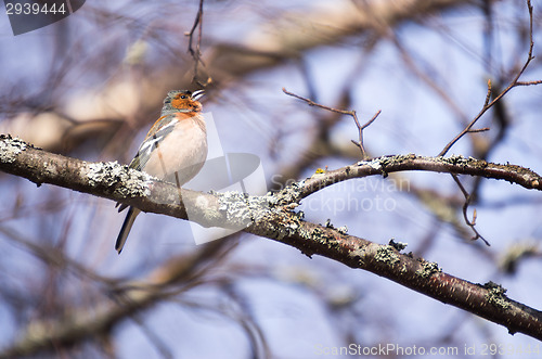Image of Fringilla coelebs