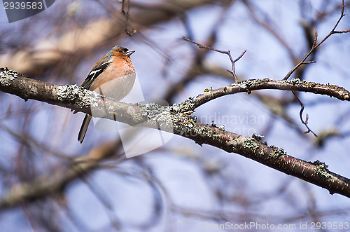 Image of Fringilla coelebs