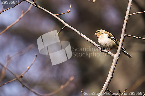 Image of Fringilla coelebs
