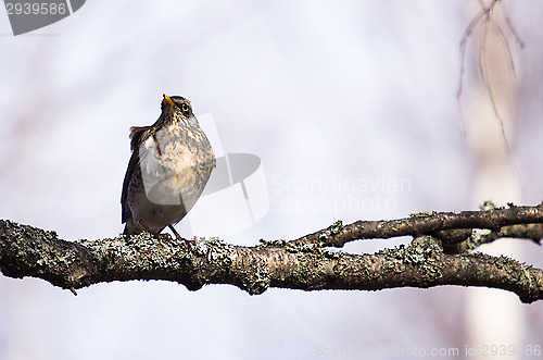 Image of Fieldfare