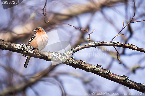 Image of Fringilla coelebs