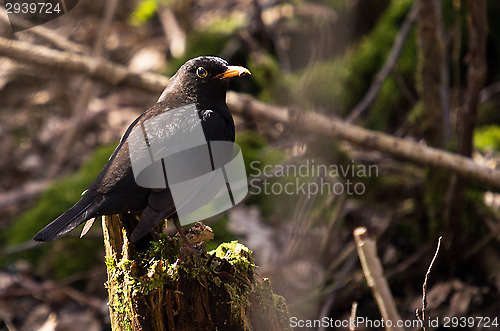 Image of Blackbird