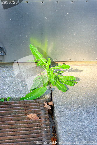 Image of Dandelion