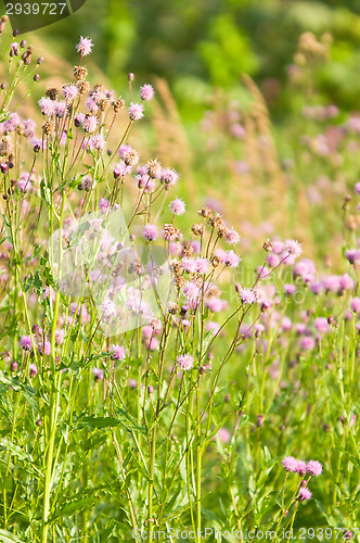 Image of Meadow