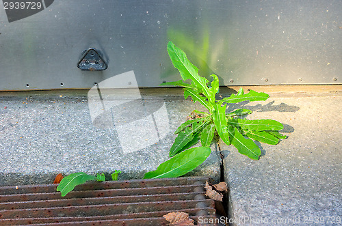 Image of Dandelion