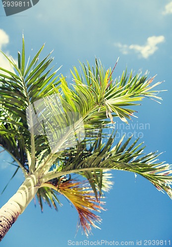 Image of palm tree over blue sky with white clouds