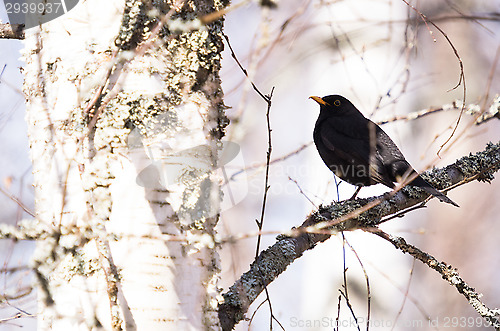 Image of Blackbird