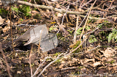 Image of Blackbird