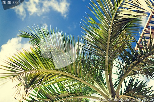 Image of palm tree over blue sky with white clouds