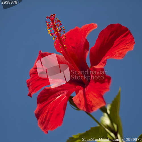 Image of Red hibiscus