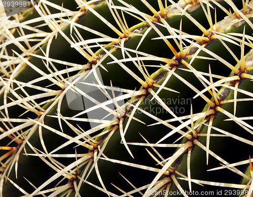 Image of Cactus