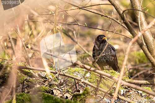 Image of Blackbird