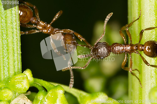 Image of Ants