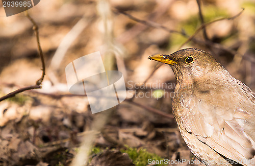 Image of Blackbird