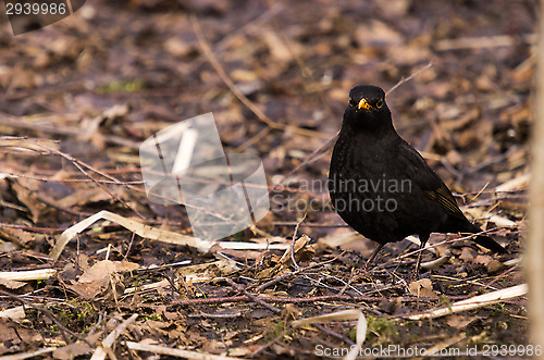 Image of Blackbird