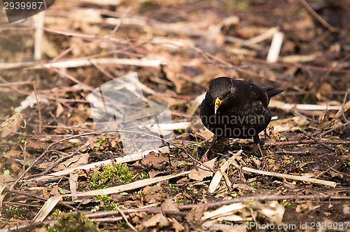 Image of Blackbird