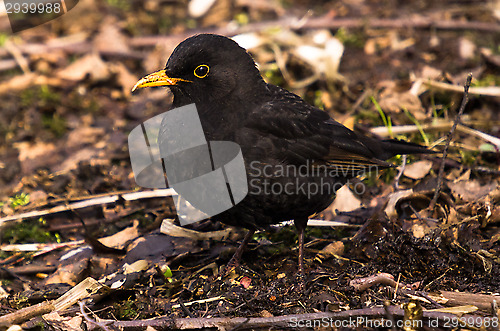 Image of Blackbird