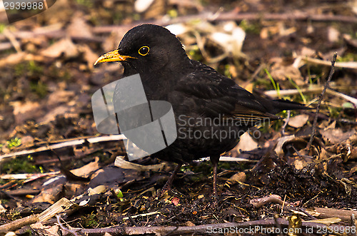 Image of Blackbird