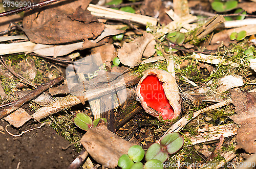 Image of Mushroom