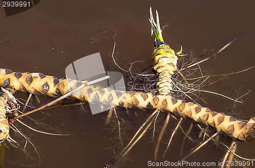 Image of Roots of lupine