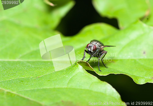 Image of Fly