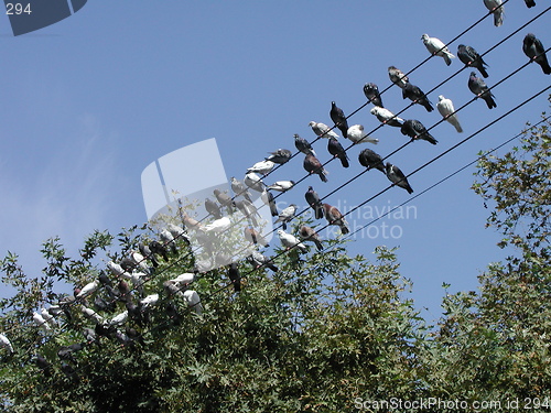 Image of Birds on wires