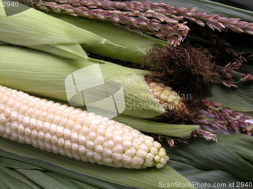 Image of corn