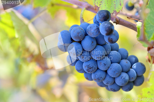 Image of Ripe grapes 