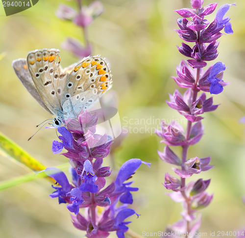 Image of butterfly on pink flower design